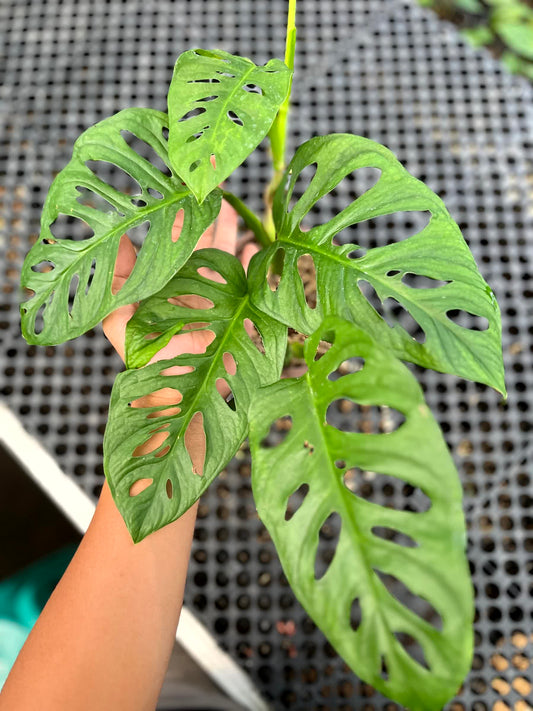 Monstera Accuminata
