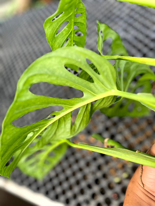 Monstera Accuminata