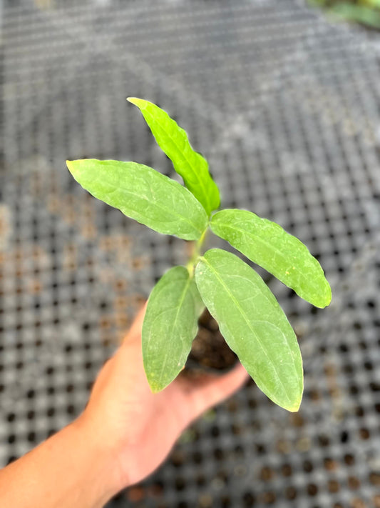 Monstera Obliqua Amazonas