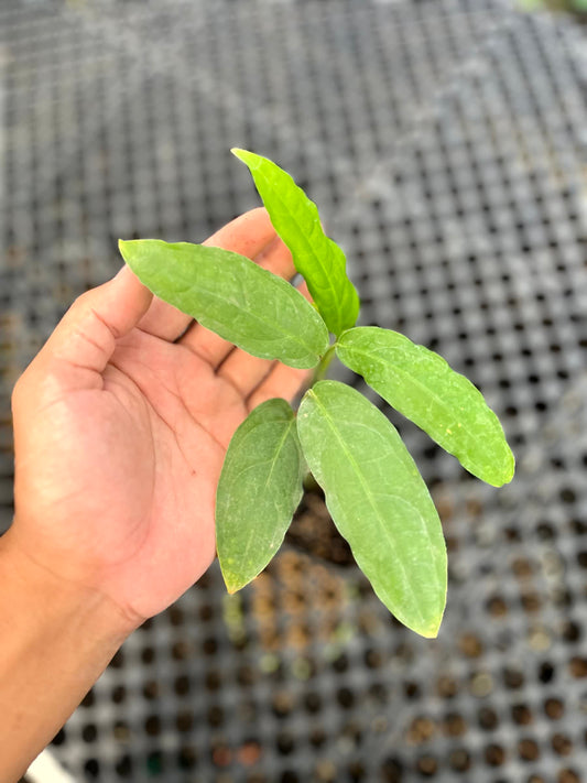 Monstera Obliqua Amazonas