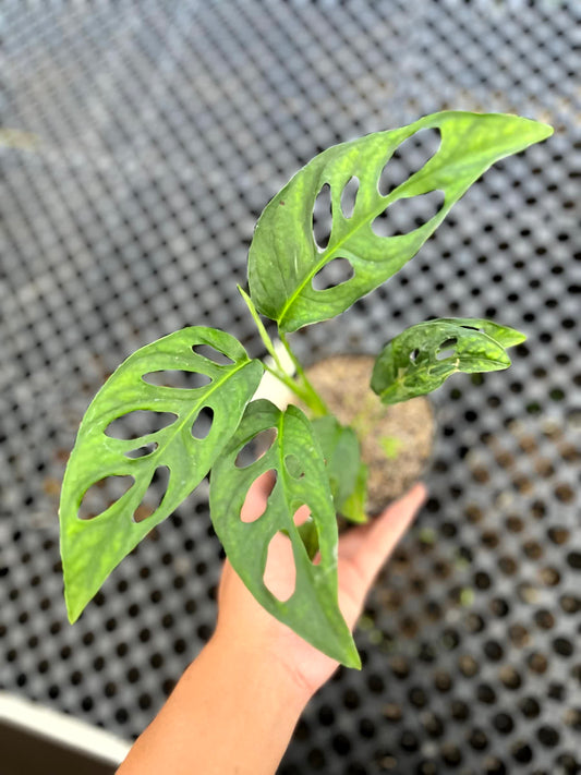 Monstera Obliqua Tena