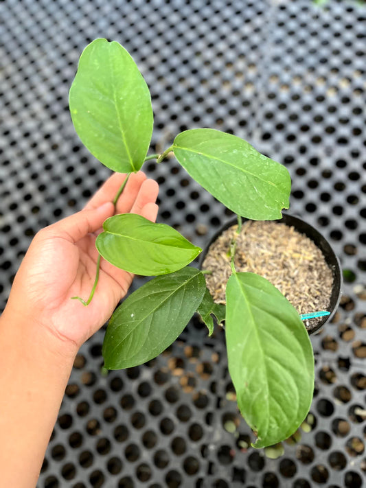 Monstera Obliqua Yasuni