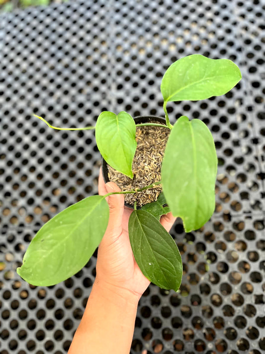 Monstera Obliqua Yasuni