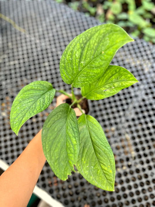 Monstera Pinatipartita