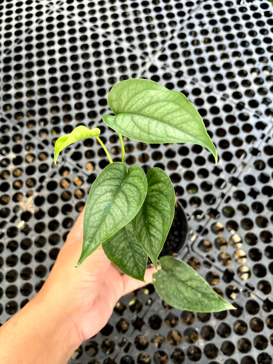 Monstera Siltepecana