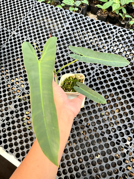 Philodendron Atabapoense