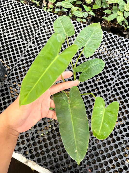 Philodendron Burle Marx Green