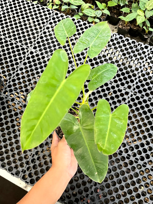 Philodendron Burle Marx Green