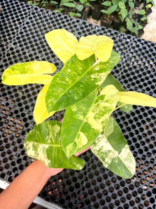 Philodendron Burle Marx Variegated