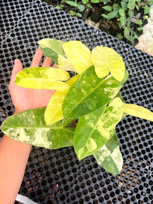Philodendron Burle Marx Variegated