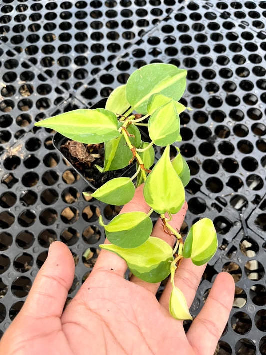 Philodendron Cream Splash