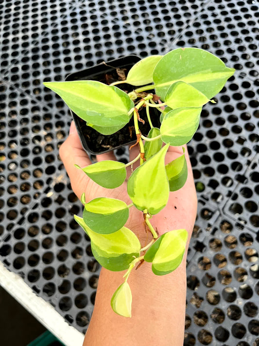 Philodendron Cream Splash