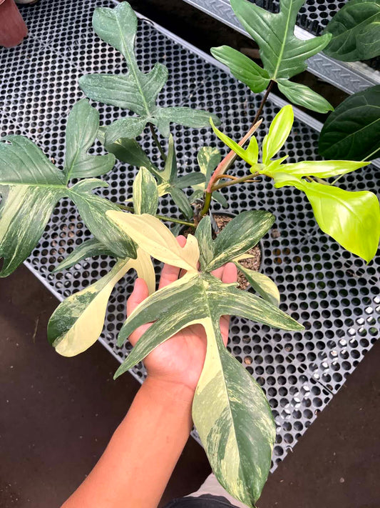 Philodendron Florida Beauty Large