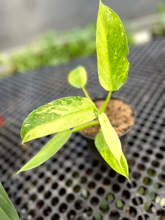 Philodendron Jose Buono Small Size