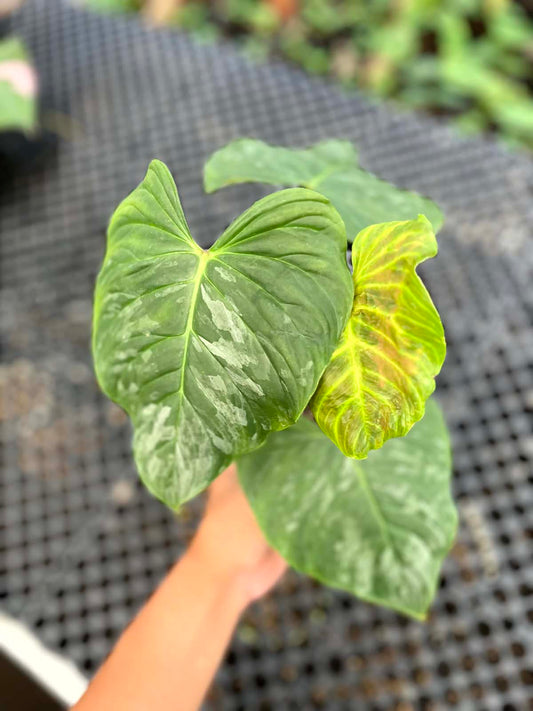 Philodendron Majestic