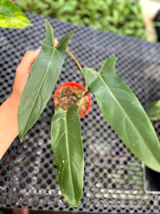 Philodendron Mexicanum