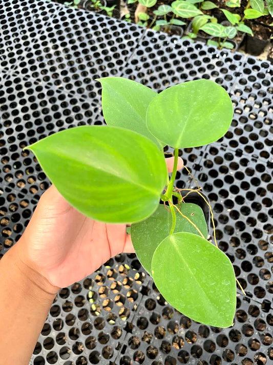 Philodendron Microstictum