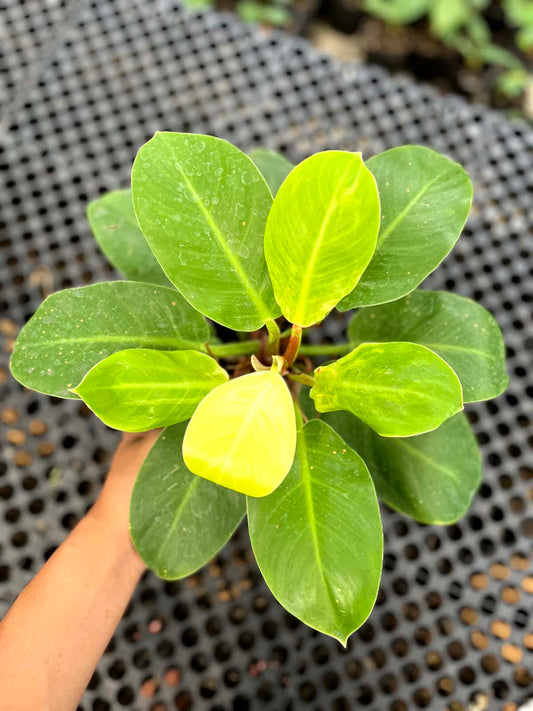 Philodendron Moonlight