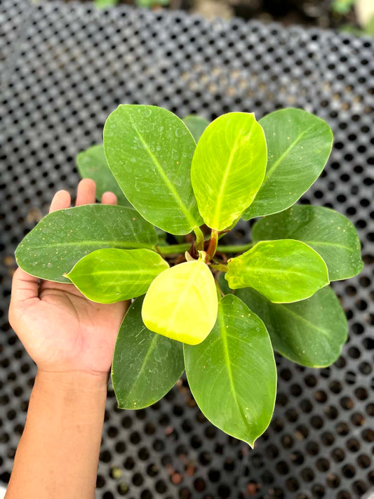 Philodendron Moonlight