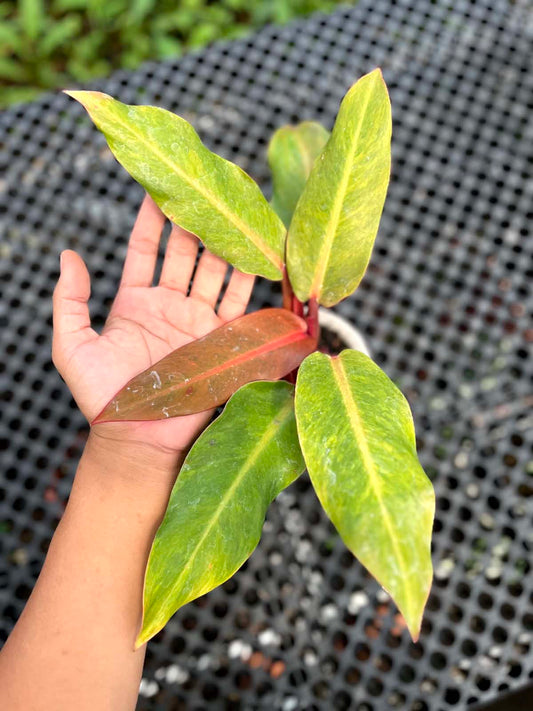 Philodendron Orange Marmalade Medium