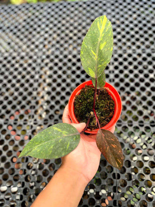 Philodendron Orange Princess Galaxy