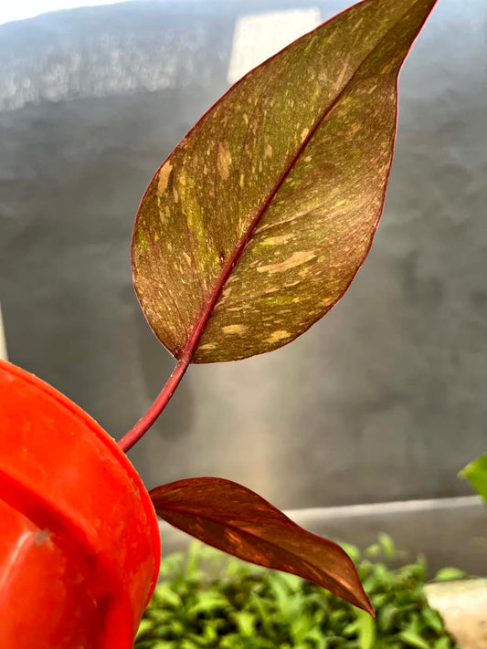 Philodendron Orange Princess Galaxy