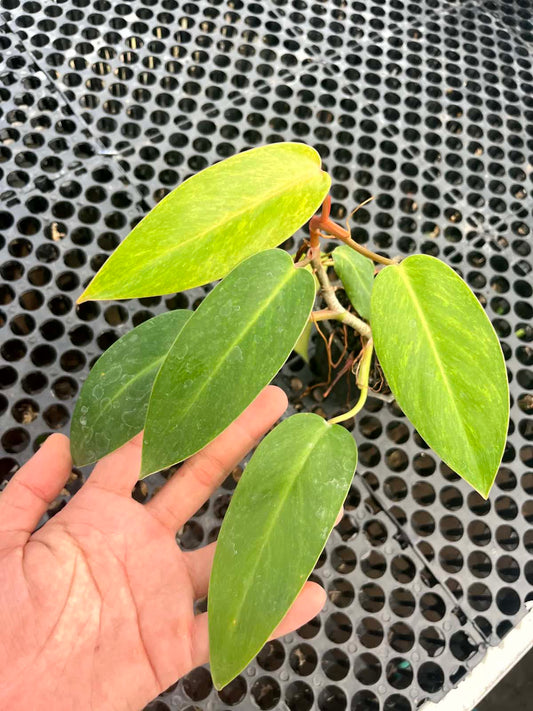 Philodendron Painted Lady