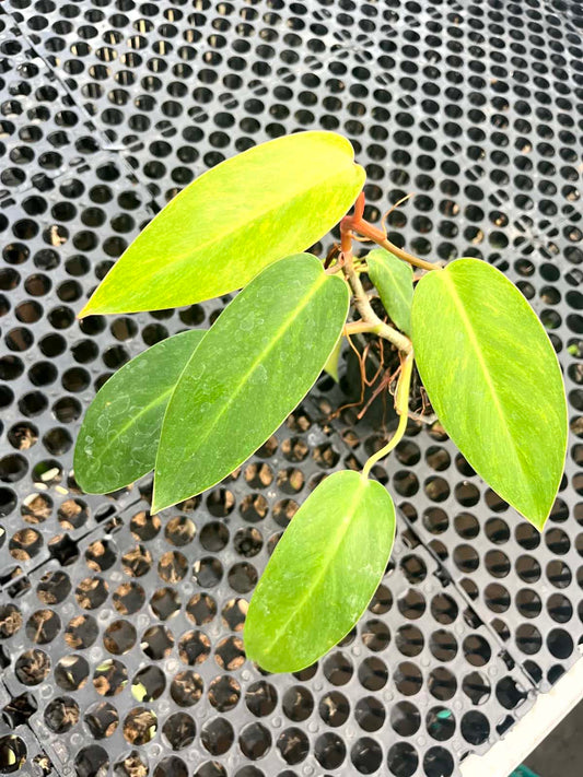 Philodendron Painted Lady