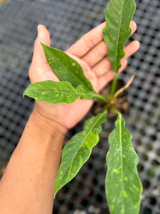 Philodendron Ring Of Fire Small