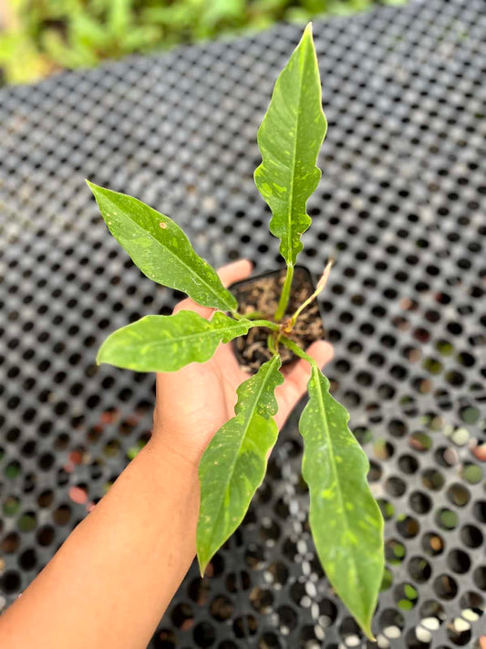 Philodendron Ring Of Fire Small