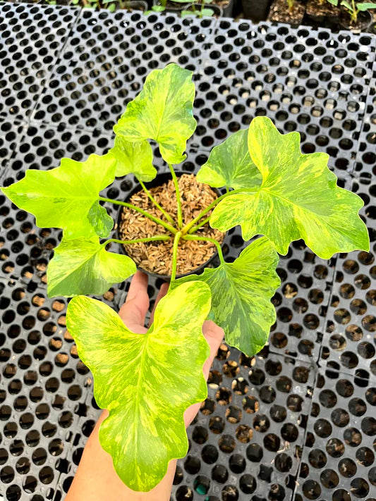 Philodendron Selloum Variegated
