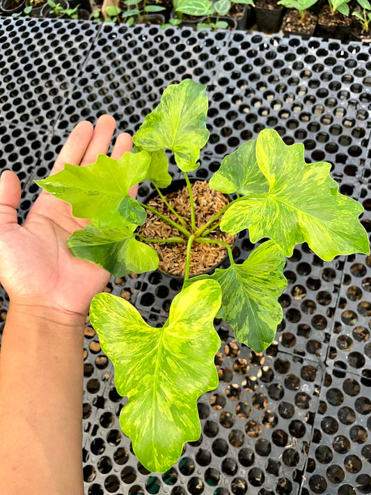 Philodendron Selloum Variegated
