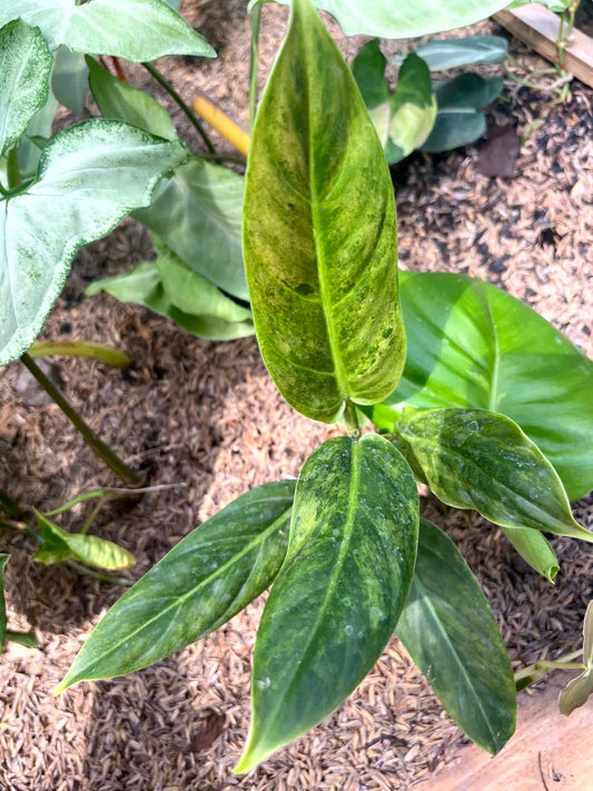 Philodendron Subhastatum Variegated