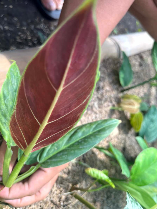 Philodendron Subhastatum Variegated