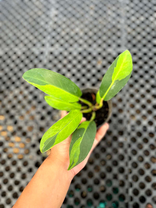 Philodendron Thai Sunrise Variegated