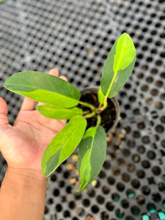 Philodendron Thai Sunrise Variegated