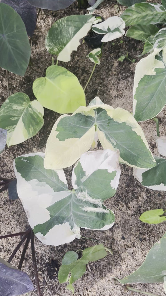 Alocasia Mickey Mouse Xanthosoma Albo Marignata