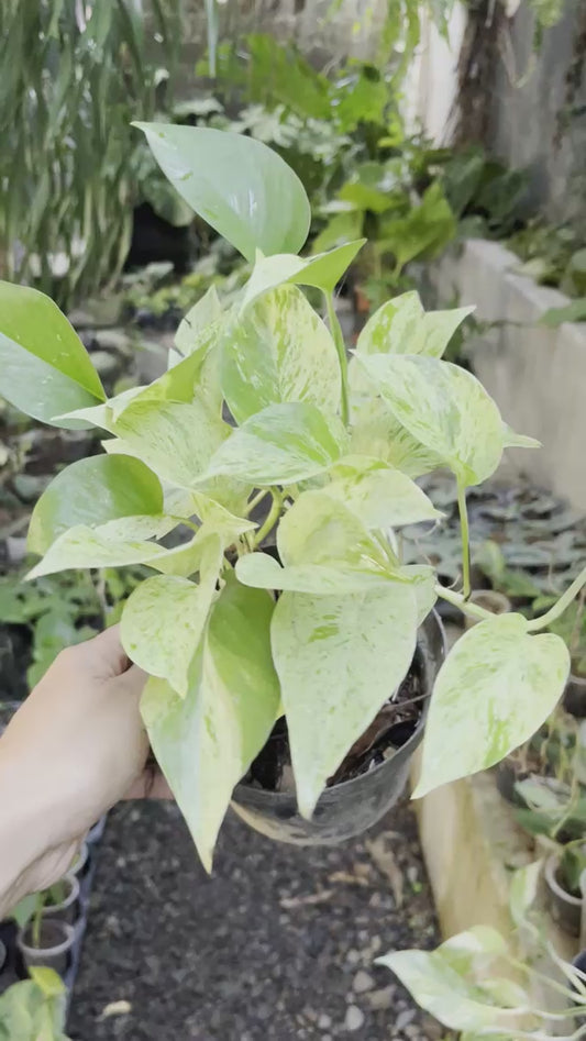 Epipremnum Marble Queen Pothos