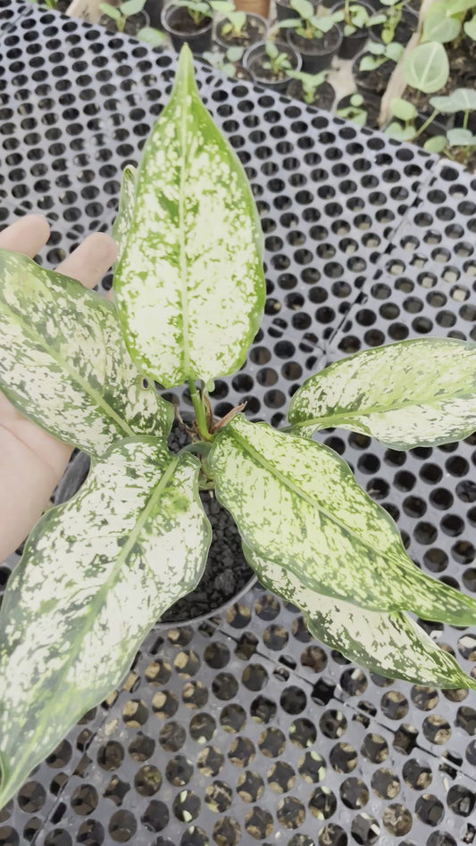 Aglaonema Snow White