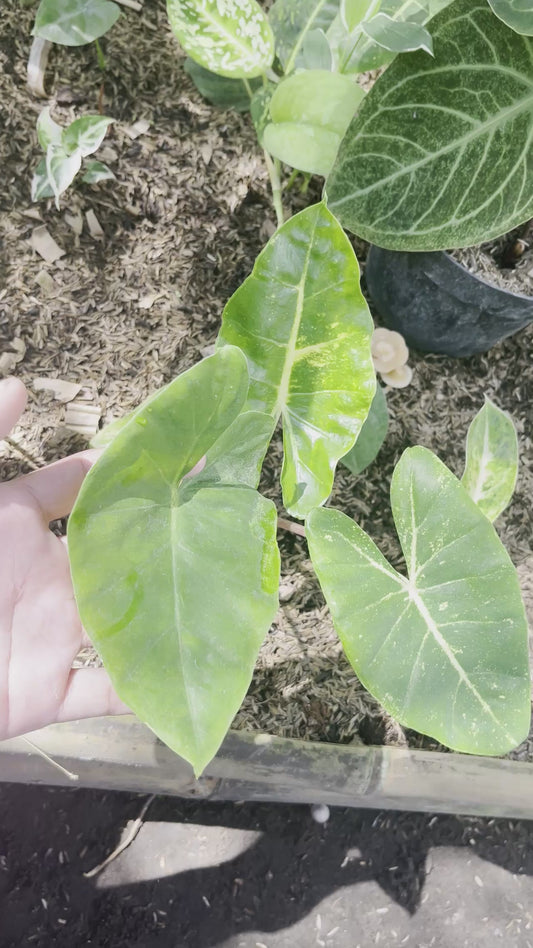Alocasia New Guinea Gold