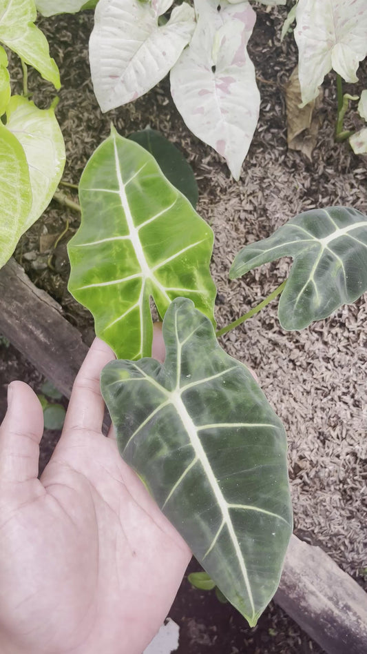 Alocasia Amazonica