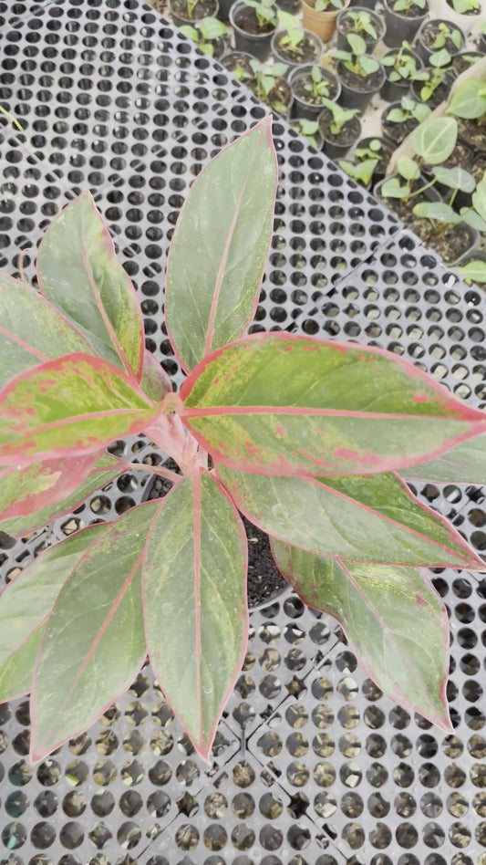 Aglaonema Siam Aurora