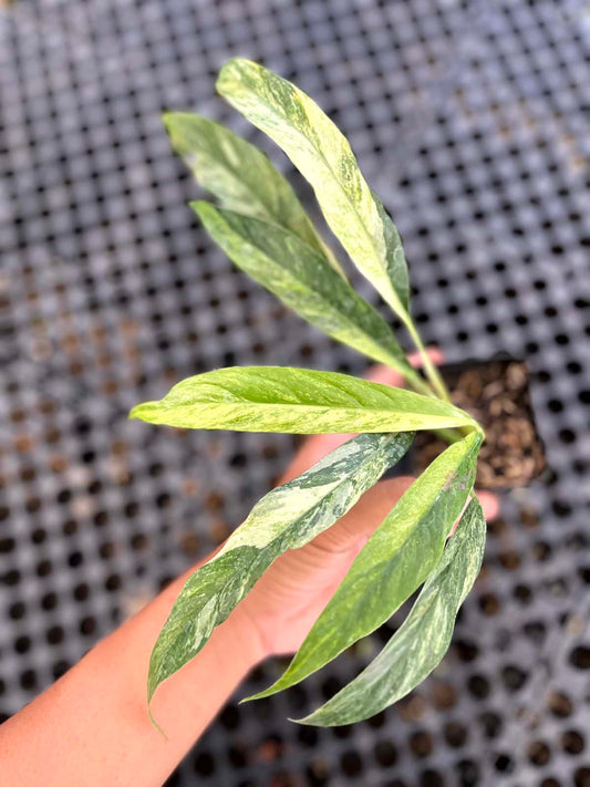 Rhaphidophora Megasperma Variegated