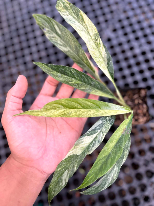 Rhaphidophora Megasperma Variegated