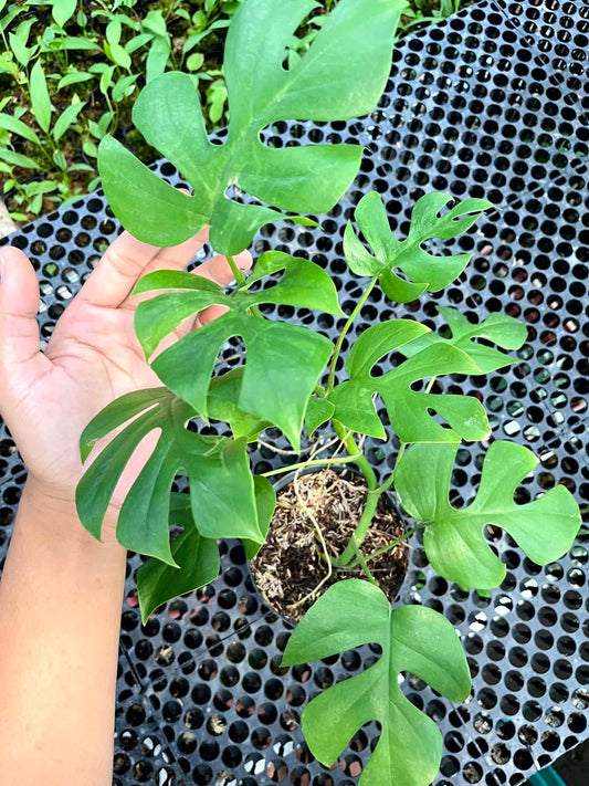 Rhaphidophora Tetrasperma