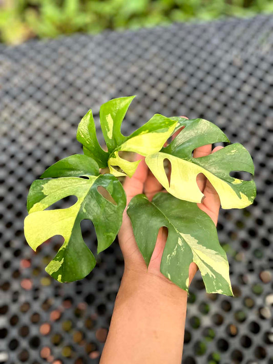 Rhaphidophora Tetrasperma Variegated
