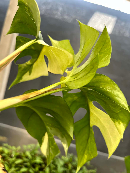 Rhaphidophora Tetrasperma Variegated