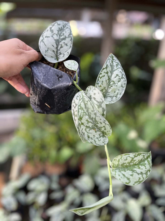 Scindapsus Silver Lady