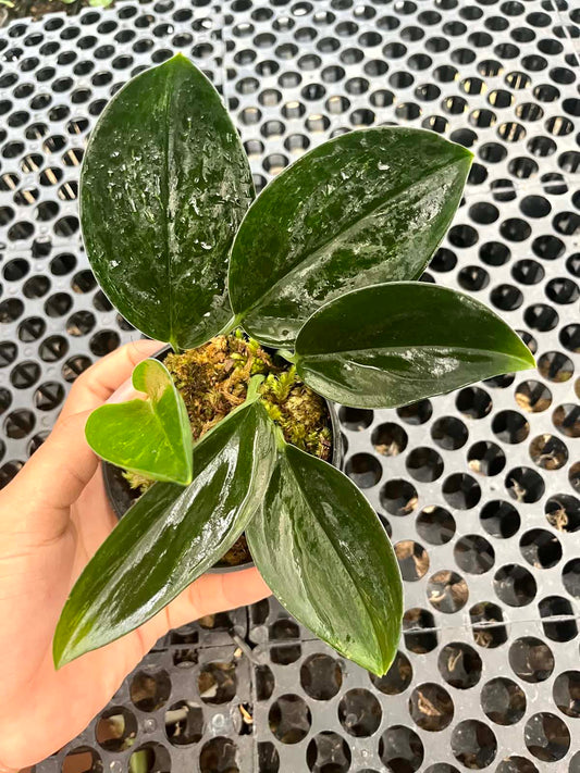 Scindapsus Treubii Dark