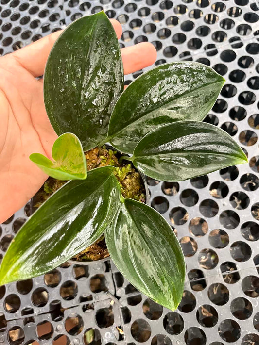 Scindapsus Treubii Dark